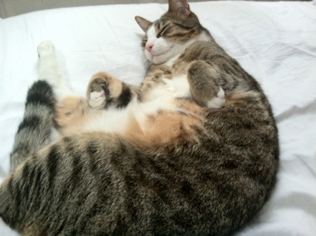 24小时内的足球剧本,马德里铁血熔炉吞没尤文,孤勇者努涅斯在英超王座上刻下名字