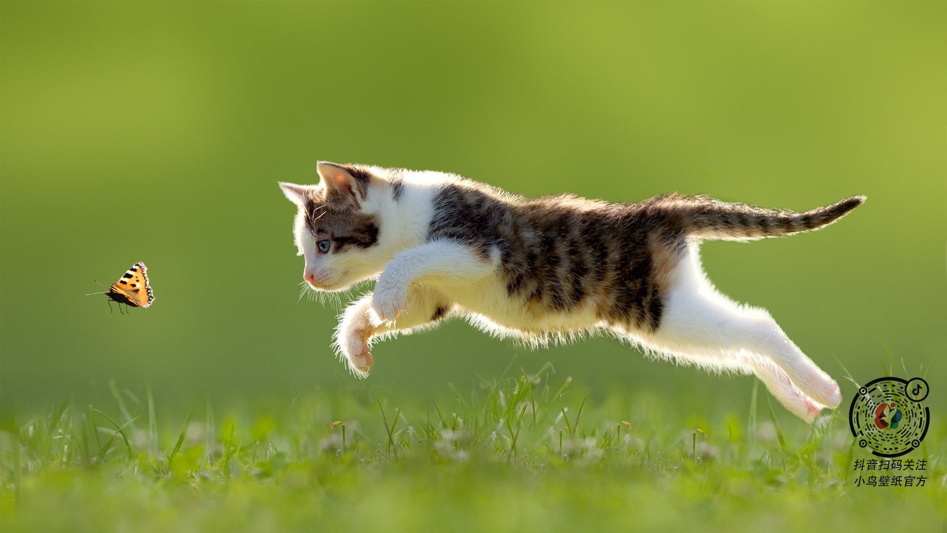 库里独舞明尼苏达，一人扛起宇宙，狼群踏过雷霆