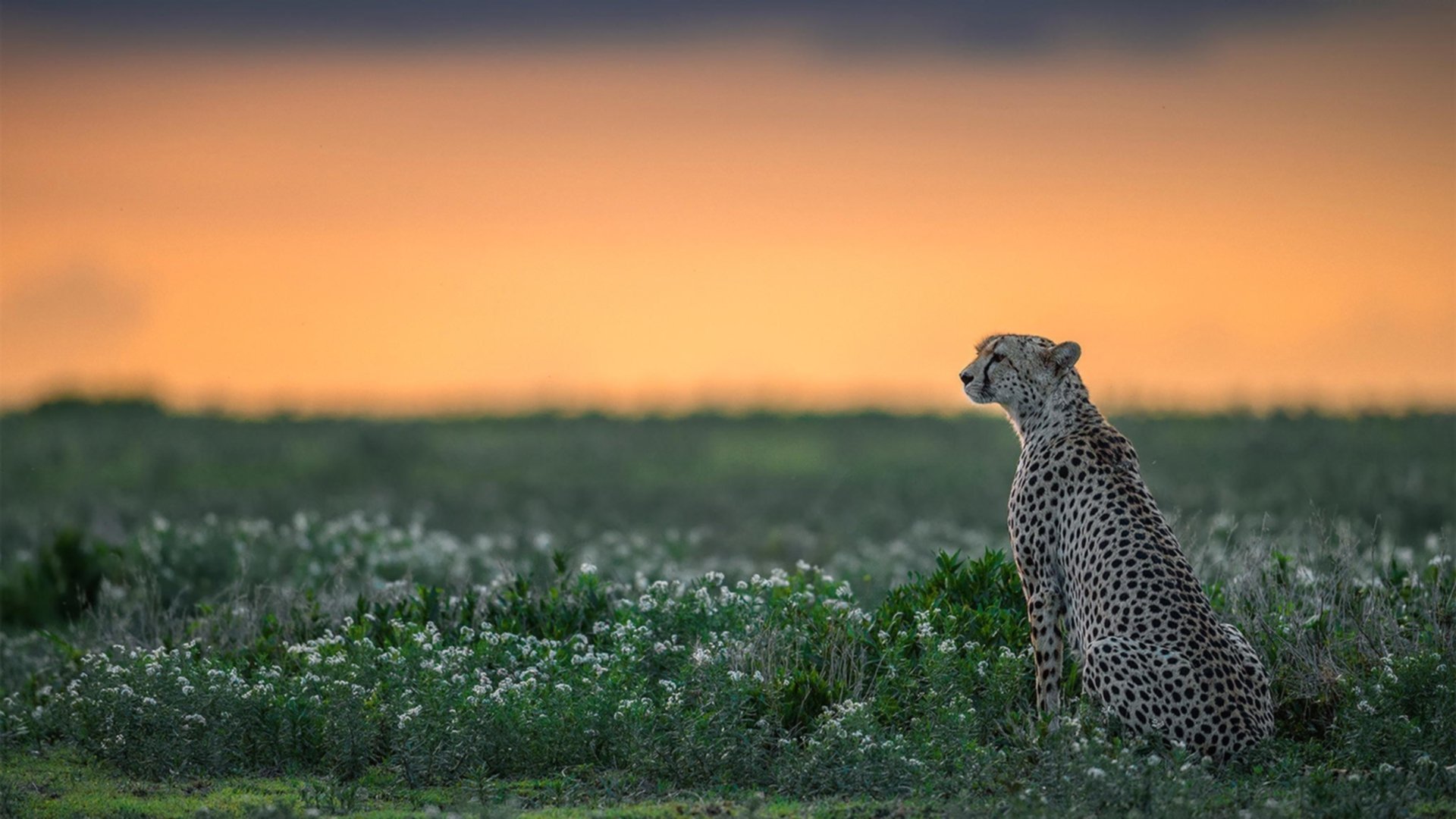 开云体育app-跨洋对决，保罗评分拉满，独行侠险胜山西背后的老将交响